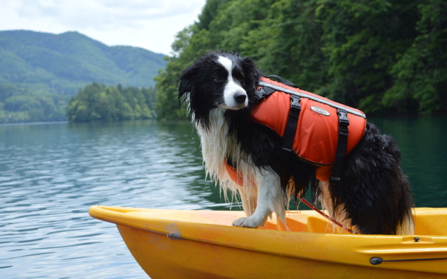 Dog-Friendly Inn Hakuba Pension Alyeska