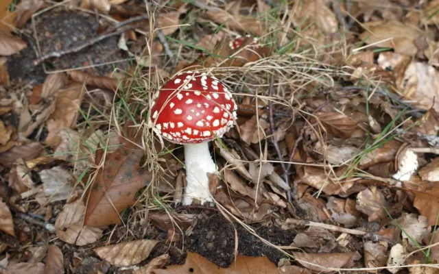 Bed En - of zonder - Breakfast Putten