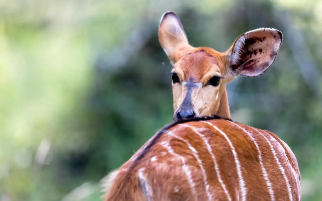 Royal Thonga Safari Lodge