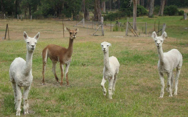 Sunway Farm Bed & Breakfast & Rosebud Cottage