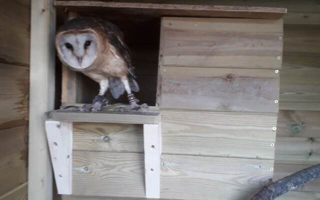 Ruby Shepherds hut Sleeps 4
