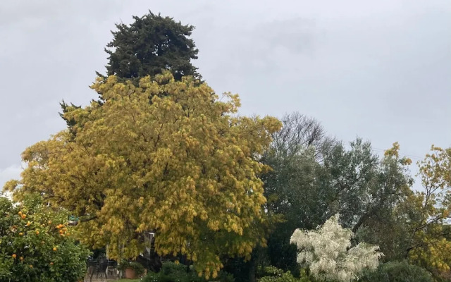 Trulli Mimosa by Pugliadamare