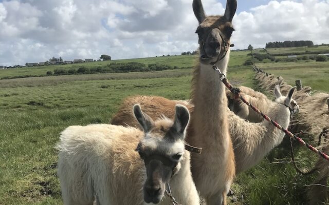 The Beautiful Lazy Llama Shepherd Hut Farm Stay