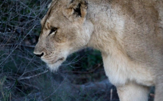 Umlani Bushcamp - Lodge