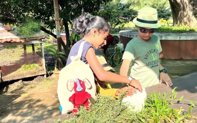 Mango Tree Farm