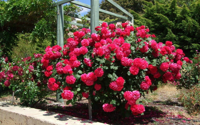 Mossbrook Country Estate Bed & Breakfast