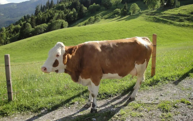 Brandebengut