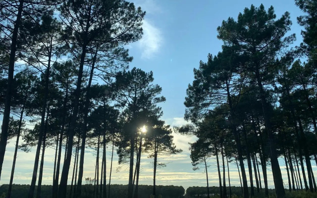 L estanguet maison octogonale en forêt