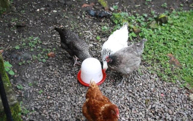 Chillingham Manor Luxury B&B