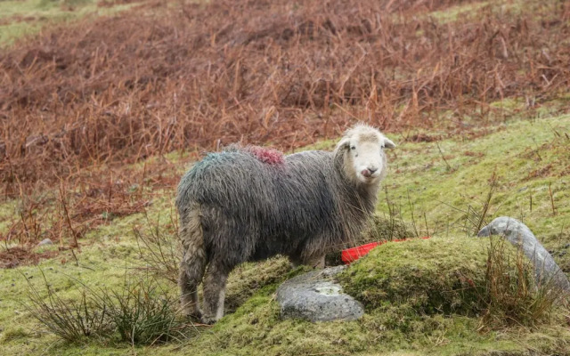 Scandale Bridge Cottage