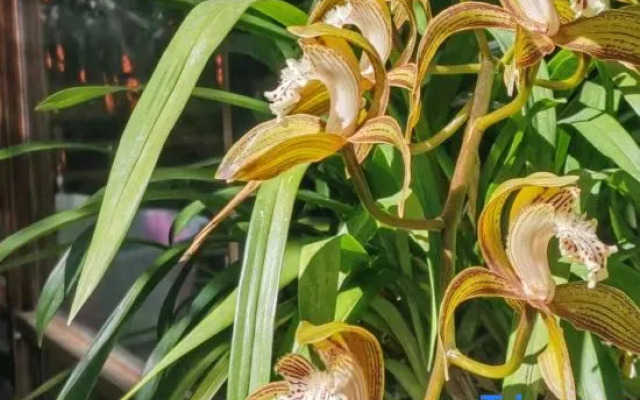 丽江竹韵客栈