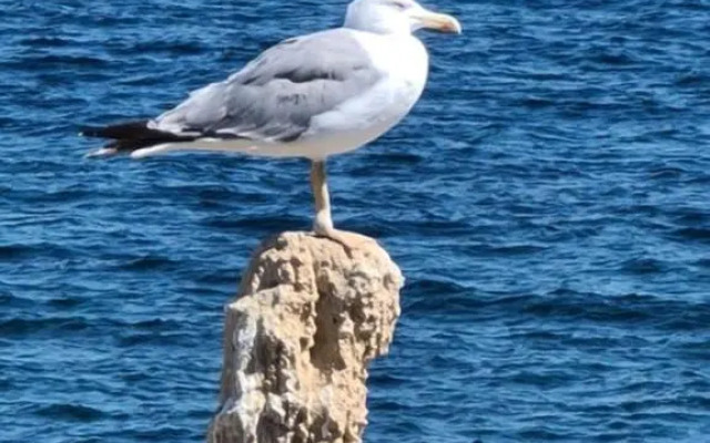 75 Avinguda de Murcia
