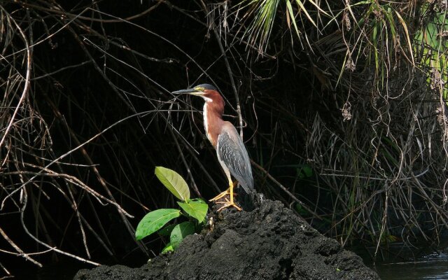 Zopango Orchids Island