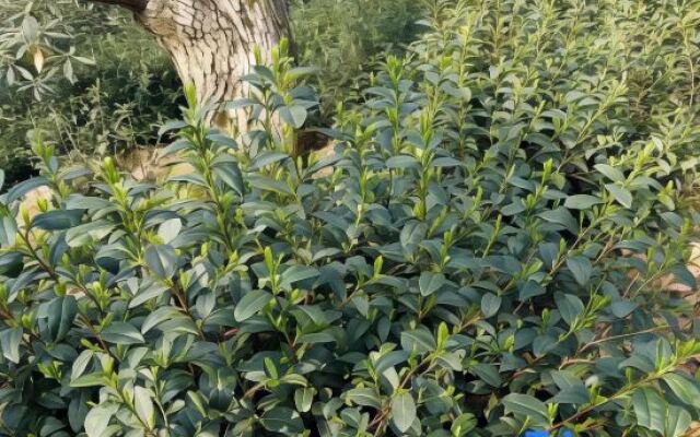 Guhe Holiday Home (South Diaomaofeng Road Branch)