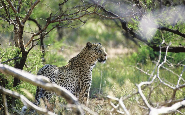 Tuningi Safari Lodge