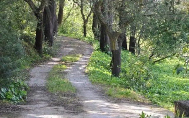 Pine Tree House in Azeit o