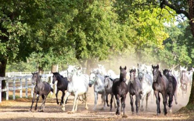 Lipizzaner Lodge