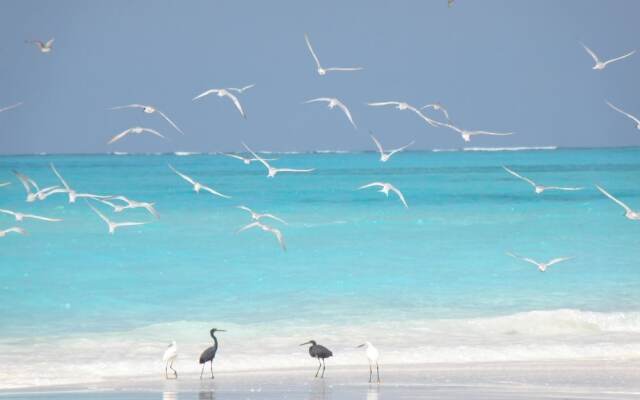 Coral Cove Maldives