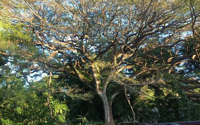 Sweet Spot Stay - Tikis and Treetops