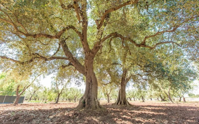 Trullo del Mandarino con piscina