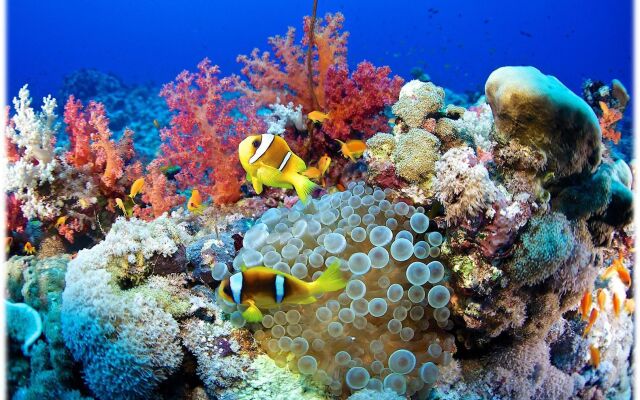 Фото подводного мира красного моря Викторина "Морские обитатели" 2023, Александро-Невский район дата и место пров