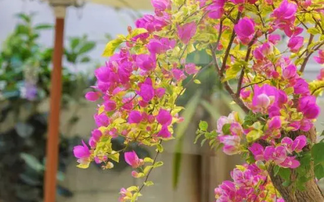 Sato-Hill Homestay