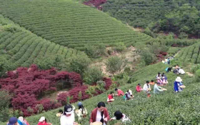 Yuyao Old Shen's Tea House