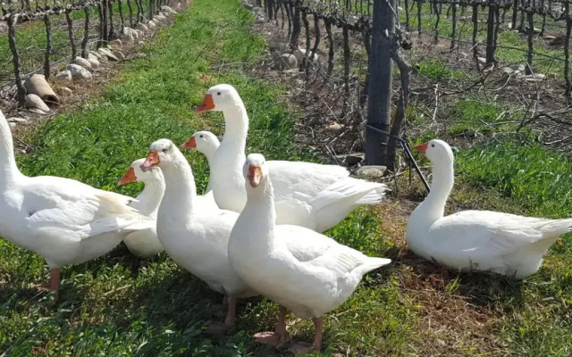 Lemberg Wine Estate