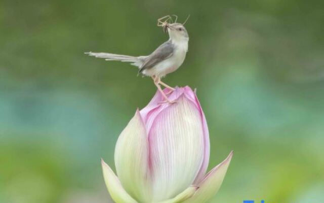 Pu zhe hei he mu Xiao Zhu min su