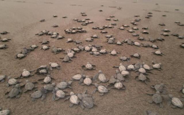 Cabaña El Bien Germina Ya