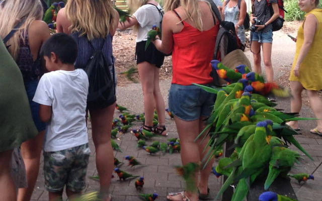 Stunning Magnetic Island Home,Private, Large Pool,Adults Only