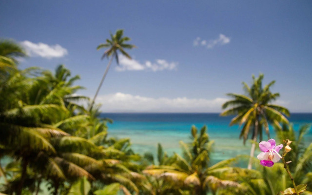 Taveuni Palms
