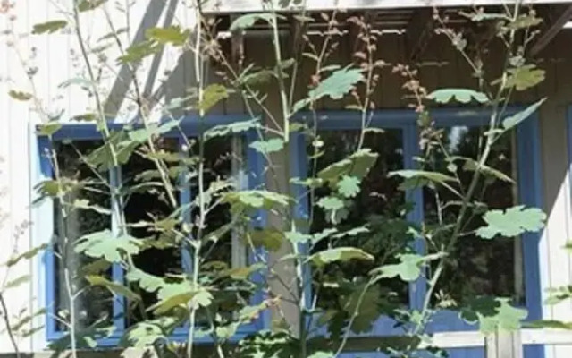 Le Jardin de Coramille