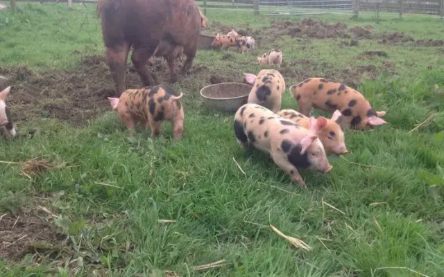 West Down Farm