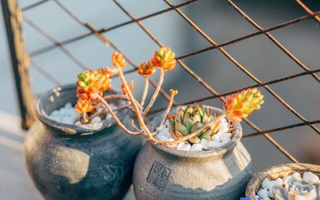 Lijiang Shangqingyuan Inn