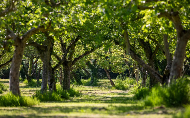 Dragon Orchard Retreat