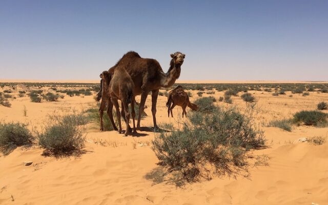 Résidence La Source