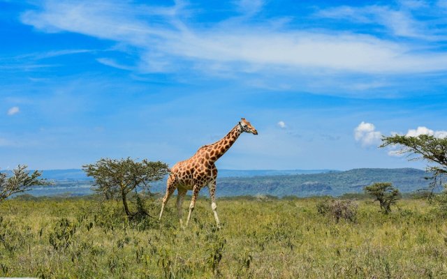 Lake Nakuru Lodge