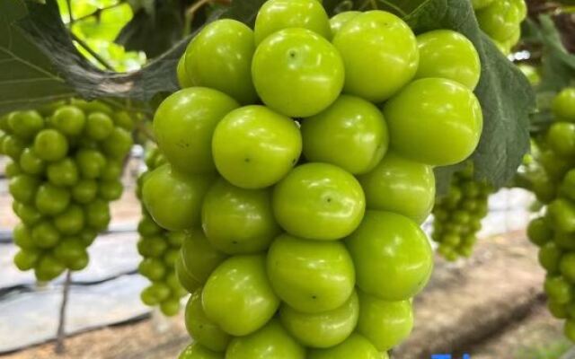 Guomao Holiday Hotel