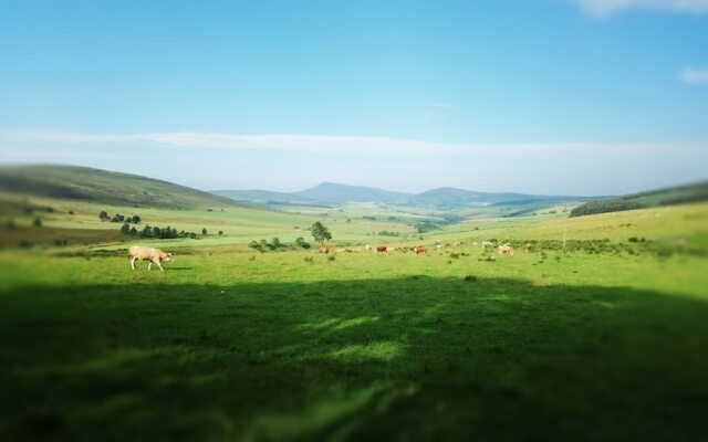 Little Robin Bed And Breakfast