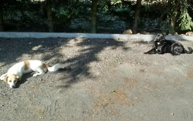 Agroturystyka Pod Swierkami