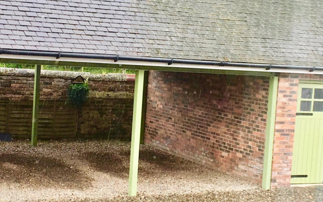 The Little Beech Tree