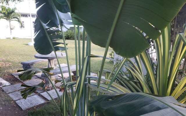 Sea Shell Palms