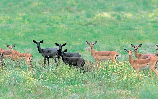 Botlierskop Private Game Reserve