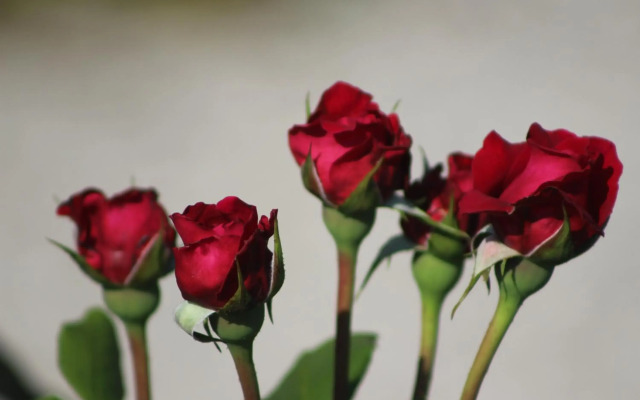 Sportpension Schober