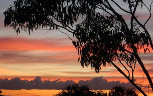 Snowgums in Katoomba