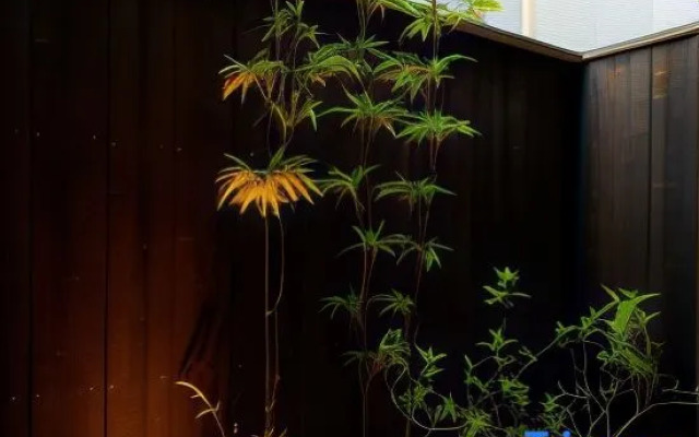 Rinn Hanayacho Asagiri