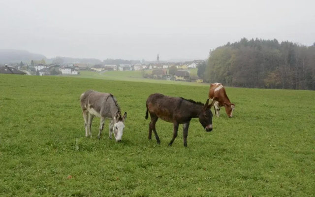 Ferienhaus Lenzenbauer