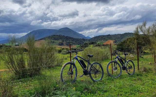 Olive Tree Bed and Breakfast