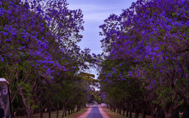 Renmark Resort